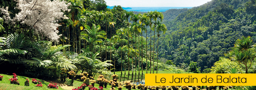 martinique-jardin-balata